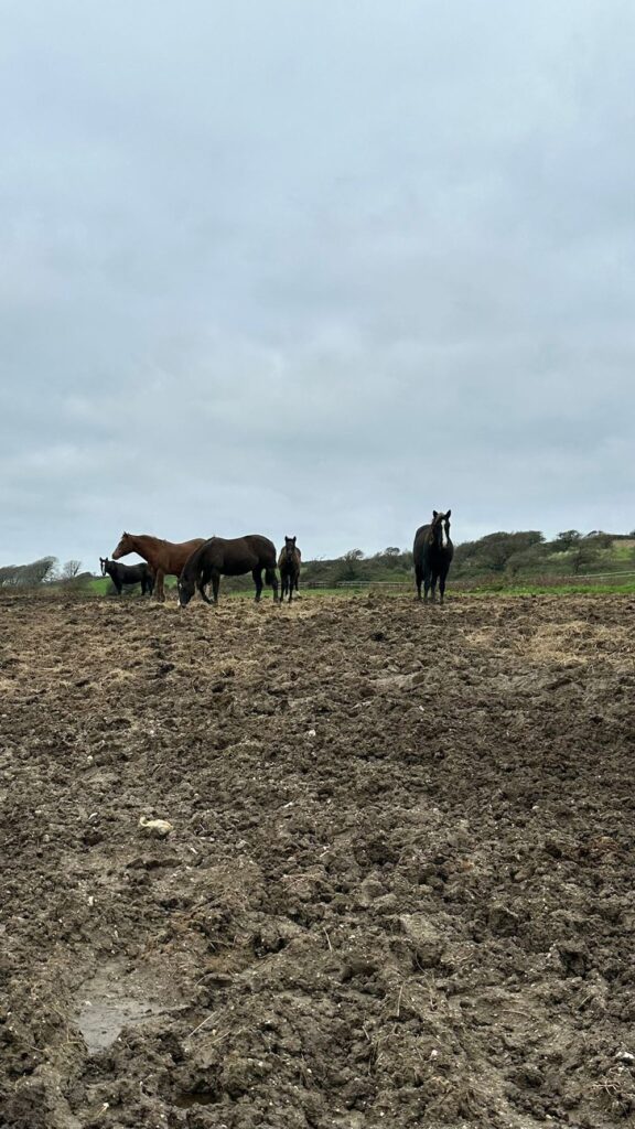 Horses removed control of horses act